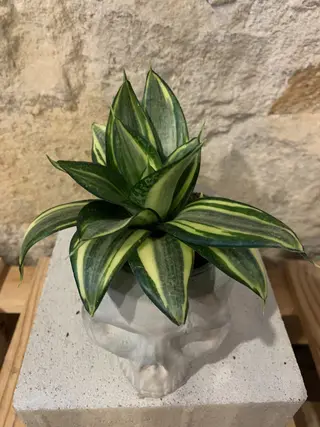 Sanseviera Trifasica Pequeña