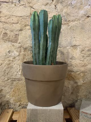 Cactus Grande (Aprox 50 Cm)