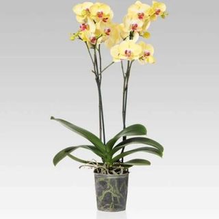 Orchidea mix colori con vaso in terracotta