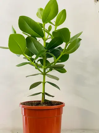 CLUSIA ROSEA
