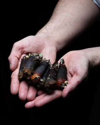 Percebe Gallego Gigante (250 G.)