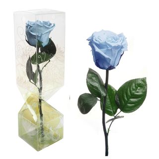 Rosa eterna azul bebe tallo corto.