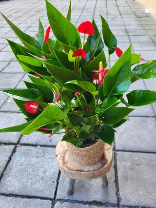 Vaso de anturios vermelhos com cachepot