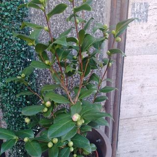 Camelia(pianta da esterno)