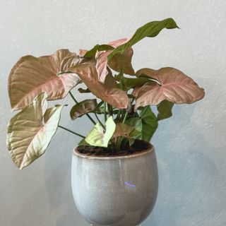 Syngonium                                                                                                                   Syngonium