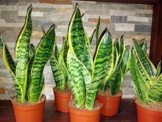Sansevieria M-9