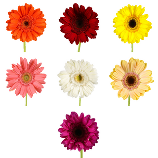 Gerbera Grande Color Sopresa Flor Suelta (Nos son ramos/no bouquet)