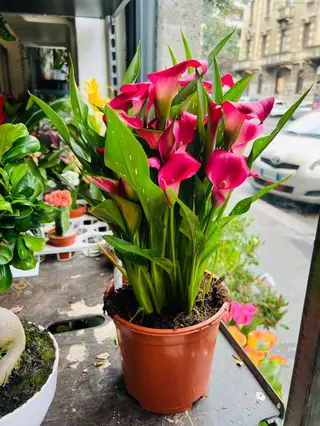 Pianta calla grande