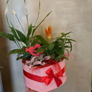 Caja corazón plantas 