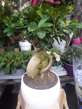 bonsai pianta bello grande 