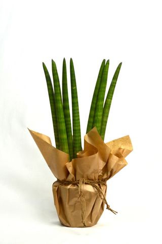 Sanseviera Cylindrica