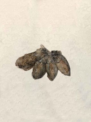 Sepia Plancha (400 Gr.)