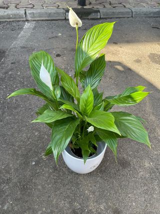 Spatifium mare 1.20 m