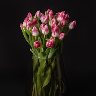 Tulipanes Edición Limitada Pantera Rosa (10 Tallos)