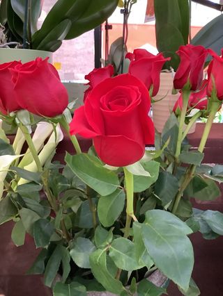 Rosa singola gambo lungo  confezione regalo 