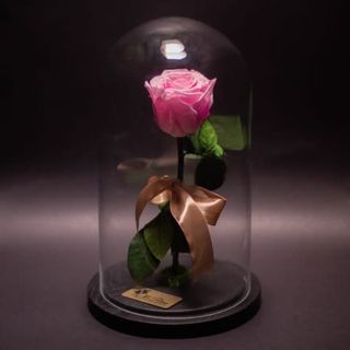 Trandafir criogenat roz în cupolă mare