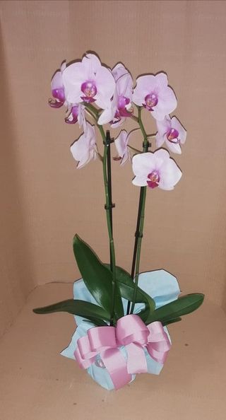 Phalaenopsis Malva Con Papel Y Lazo