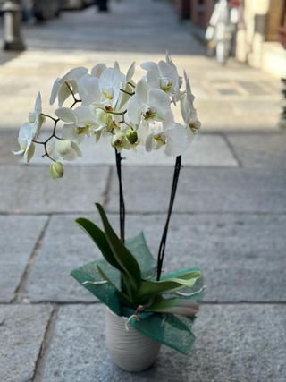 Orchidea