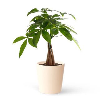 Pachira - Planta De La Suerte