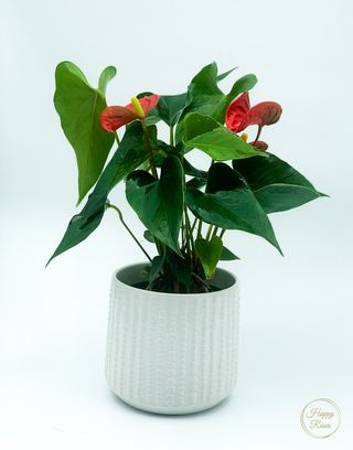 Anthurium 