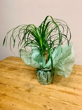 Beaucarnea/ Pie De Elefante