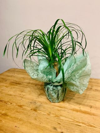 Beaucarnea/ Pie De Elefante