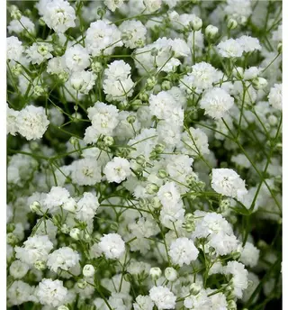 Ramo de paniculata blanca fresca