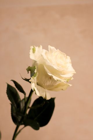 Biała róża z Ekwadoru