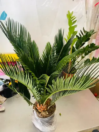 Pianta Cycas