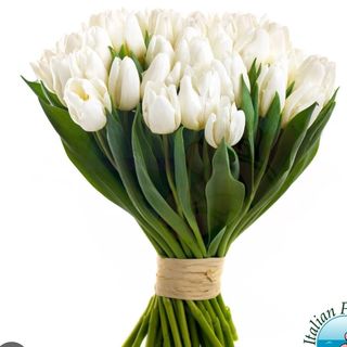 Big - Bouquet di tulipani bianchi