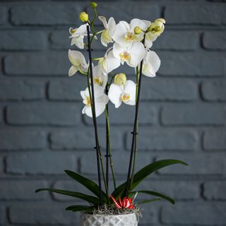 Phalaenopsis