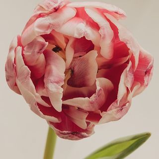 Ramo de 8 tulipanes dobles especial día de la madre
