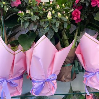 Azalee pe picior mică 