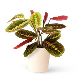 Maranta Leuconeura