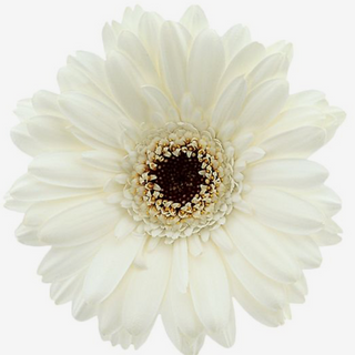Gerbera branca 