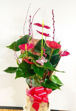 Anthurium