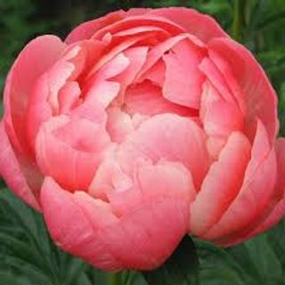 Півонія Coral Charm