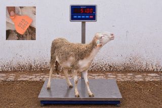 00155052 - 51 Kg