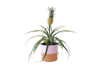 Ananas sa keramičkom saksijom