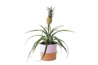 Ananas sa keramičkom saksijom