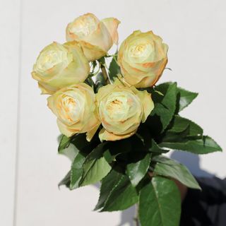 Ramo de 5 Rosas Karma Magnolia