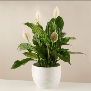 Spathiphyllum con vaso in ceramica