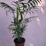 Пальма Хамідорея