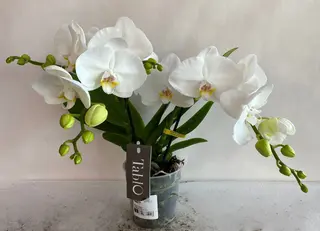 Orchidea Tabio