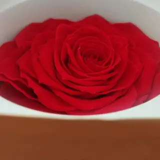 Rosa roja gigante preservada (10cms diámetro))