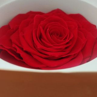 Rosa roja gigante preservada (10cms diámetro))