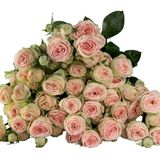 ატმისფერი ჯუჯა ვარდები 8 ტოტი