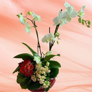 Aranjament cu orhidee si kalanchoe