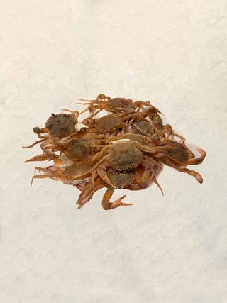 Cangrejo Blanco (400 Gr.)