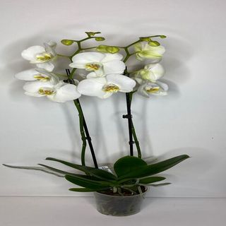 Orquídea Blanca